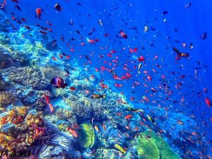 Keindahan biota laut di batu bolong reef Labuan Bajo, sumber ig nanenlari