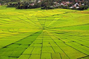 Sawah Lingko Labuan Bajo, sumber ig funadventure_