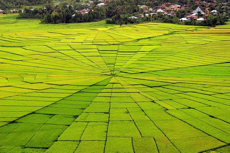 Hasil gambar untuk Sawah Lingko