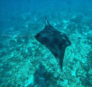 Spot Snorkeling di Manta Point, sumber ig bacalaodisfrazao