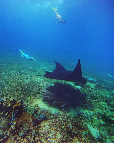 Manta Point, Labuan Bajo