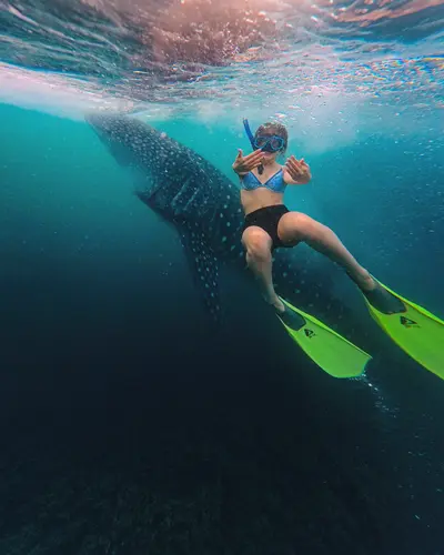 Whale Shark Point, Teluk Saleh